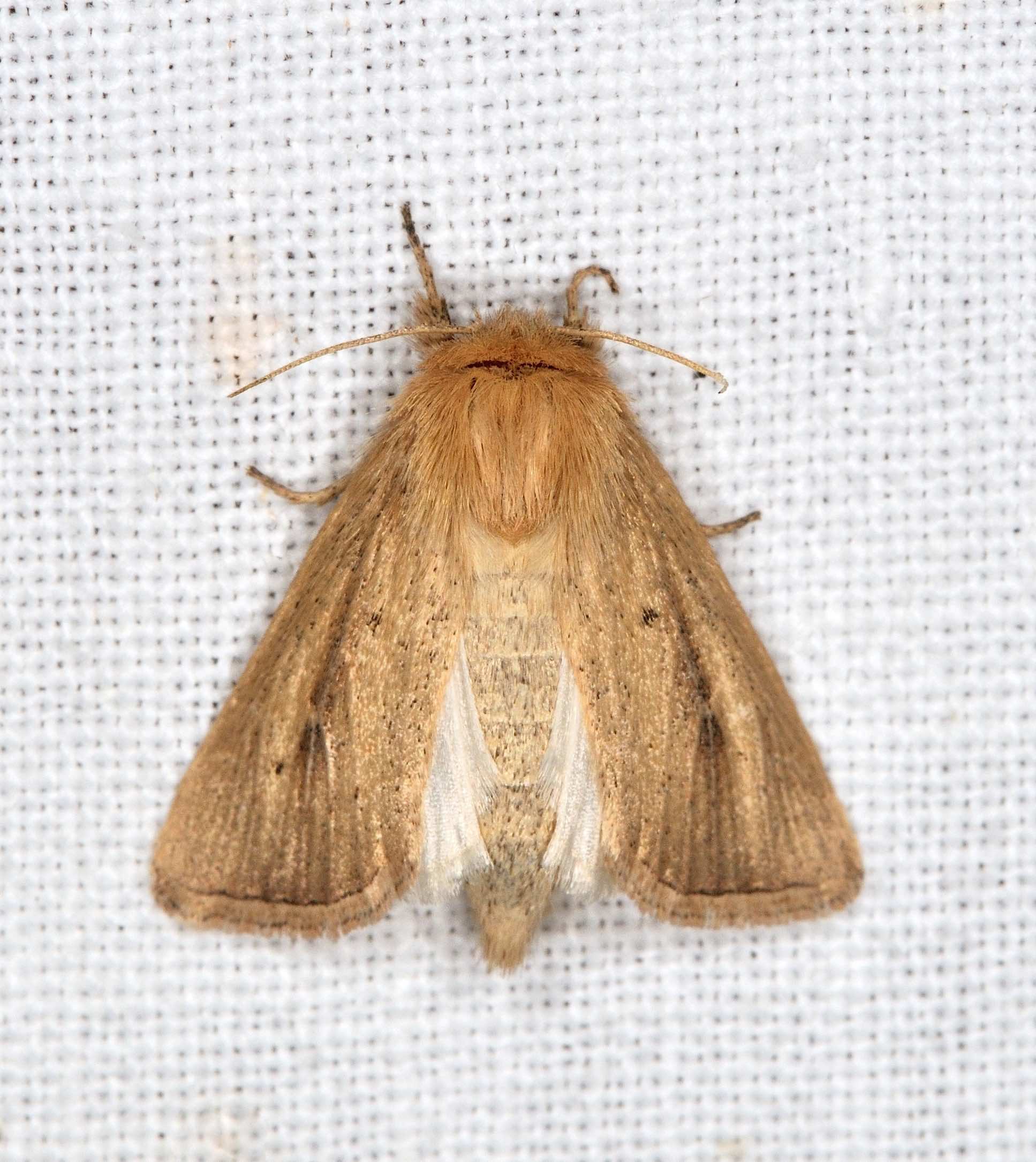 Noctuide, trib Apameini - Sesamia nonagrioides